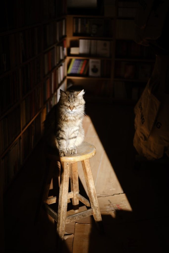 A relaxed tabby cat basking in sunlight on a stool inside a Turkish bookshop.