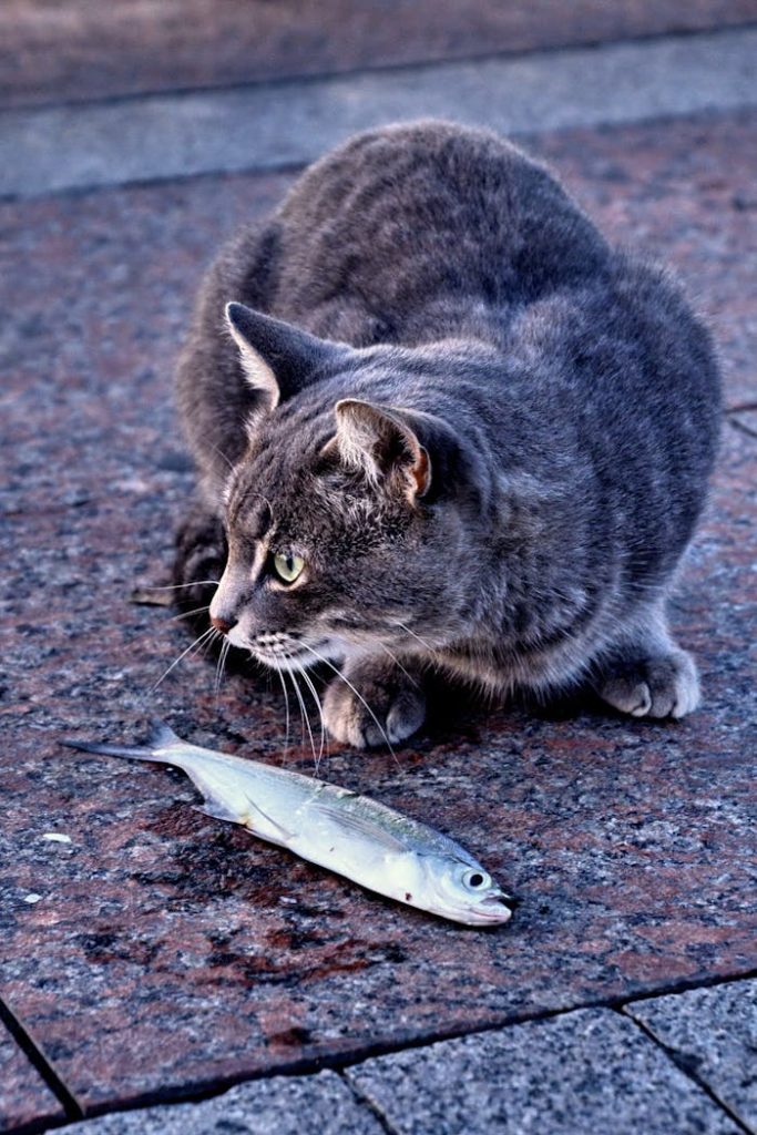 A grey domestic cat intently looking at a freshly caught fish on a stone pavement.